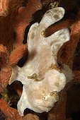 Painted frogfish white phase on Sabang wreck Philippines