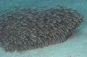 Juvenile striped catfishes schooling and feeding Philippines