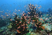 School Scalefin anthias hover over green coral Philippines