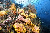 Reef wall covered with soft corals and gorgonia Philippines