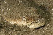 Stargazer snake eel camouflaged under sand Philippines
