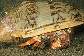 Anemone hermit crab on sand Negros Island Philippines
