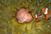 False clown anemone fish Dauin Negros Philippines