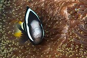 Clark's anemonefish unusual color variant Negros Philippines