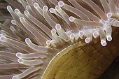 Magnificent sea anemone Negros Island Philippines