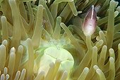 Pink anemone fishand Shrimp on sea anemone Philippines