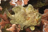 Painted frogfish on red sponge Negros Island Philippines