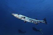 Great barracuda and divers Molasses Reef Florida USA