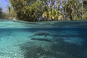 Florida manatee swimming Crystal River Florida