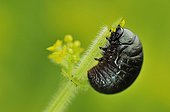 Bloody-nosed Beetle larvae feeding on bedstraw France ; Near woods