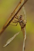 Female Red Darter at rest on a twig France ; Dry prairie on the edge of woods 