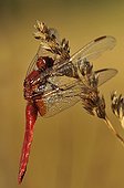 Male Red Darter at rest on an ear France