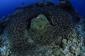 Catfish around a sea anemone Walindi Bismark Archipelago