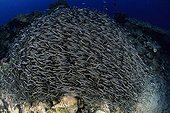 Striped Catfishes schooling Walindi Bismark Archipelago
