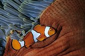 False clown Anemonefish Walindi Bismark Archipelago