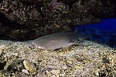 Nurse shark in reef  Yap Micronesia