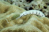Banded pipefish on Coral Yap Micronesia