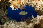 Eyestripe surgeonfish and soft coral Fotteyo cave Maldives
