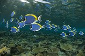 Powder-blue surgeonfish on reef  Maldives