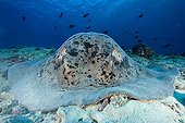 Marbled stingray on bottom Maldives Indian Ocean