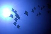 Shoaling spotted eagle ray Maldives Indian Ocean
