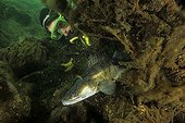 Diver and Pikeperch on the bottom Lake Lugano Switzerland 