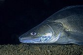 Portrait of Pikeperch on the bottom Lake Lugano Switzerland 