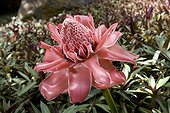Torch ginger in bloom in a garden Tahiti Society Archipelago