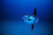 Ocean Sunfish inside the tuna pens Sardinia Tyrrhenian Sea