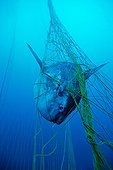 Ocean Sunfish inside the tuna pens Sardinia Tyrrhenian Sea