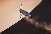 Gemsbok Oryx running on dune Namib-Naukluft NP Namibia