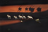 Gemsbok Oryx walking on dune Namib-Naukluft NP Namibia