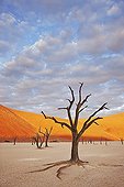 Dead Acacias Dead Vlei Sossusvlei Namib Desert Namibia  ; Water was cut off when the flow of the Tsauchab River changed its course approximately 500 years ago.