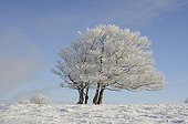 Snowy trees Creux du Van Jura Switzerland 