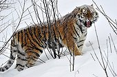 Siberian tiger alone in the snow ; Swedish center of protection of endangered carnivores
