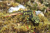 Marbled newt on moss Britain France