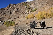 Yacks plowing na Zanskar Valley Lung India