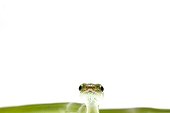 Portrait of Green Trinket Snake on white background ; Origin: South Asia