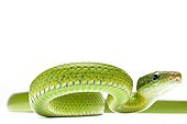 Green Trinket Snake on white background ; Origin: South Asia