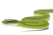 Green Trinket Snake on white background ; Origin: South Asia