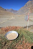 Roasted barley drying on a roof in the village of Pidmo India ; Dry grass used as fodder for animals in winter - roasted barley once dried can be eaten or processed into flour, Tsampa used among others for the manufacture of Chang