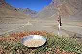 Roasted barley drying on a roof in the village of Pidmo India ; Dry grass used as fodder for animals in winter - roasted barley once dried can be eaten or processed into flour, Tsampa used among others for the manufacture of Chang