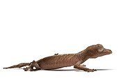 Satanic leaf-tailed Gecko on white background  ; Origin: Madagascar
