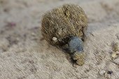Dung beetle pushing its ball Texas USA 