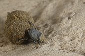 Dung beetle pushing its ball Texas USA 