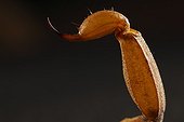 Sting of Scorpion death on black background South Texas USA 