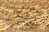 Mountain gazelles and Blackbuck Sir Bani Yas Abu Dhabi ; Anantara, Thai hotel chain, has settled in Abu Dhabi on Sir Bani Yas Island. His Desert Island Resort has implemented a program to save some endangered species like gazelles by mountains. Safaris are arranged for hotel guests and visitors.