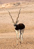 Blackbuck in the desert Sir Bani Yas Abu Dhabi ; Anantara, Thai hotel chain, has settled in Abu Dhabi on Sir Bani Yas Island. His Desert Island Resort has implemented a program to save some endangered species like Blackbuck. Safaris are arranged for hotel guests and visitors.