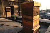 Apiary on the roof of the Paris Opera France  ; France produces less and less honey and loses each year many beekeepers because of high mortality of bees from pesticides dumped into the fields. However, bees are essential to the fertilization of plants. It is a city like Paris that the bees are doing the best and produce more honey. 