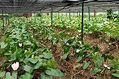 Anthurium culture in shade Mauritius  ; In the vicinity of Grand Bassin, planting St. Aubin was founded in the 19th century. It produces sugar cane, rum, vanilla and flowers such as anthuriums 